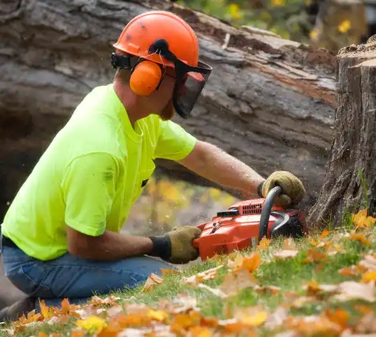 tree services Schoolcraft